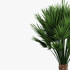 Decorative palm - immagine 4