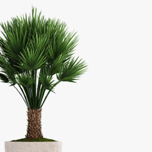 Decorative palm - immagine 2